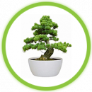 Bonsai Bonsai