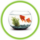 Ikan Koi Ikan Koi